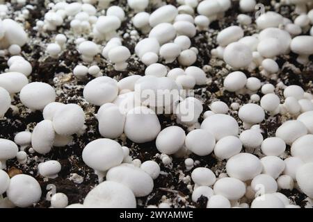 Culture des champignons, champignon à boutons, Agaricus bisporus, agroalimentaire, Ayecue frais, Grupo Riberebro, Autol, la Rioja, Espagne. Banque D'Images