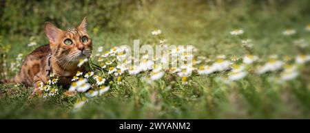 Un chat bengale tacheté à poil court dans une cour verte marche sur la pelouse par une journée ensoleillée. Le chat est dehors. Promener votre animal de compagnie. Banque D'Images