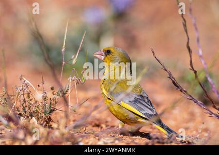 Mâle européen greenfinch perché sur le sol mangeant des graines. Espagne Banque D'Images