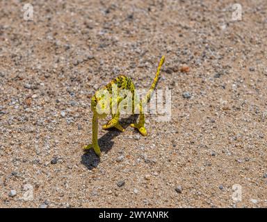 Namaqua caméléon, Chamaeleo namaquensis traversant une route de gravier, Namibie Banque D'Images