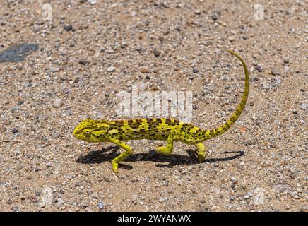 Namaqua caméléon, Chamaeleo namaquensis traversant une route de gravier, Namibie Banque D'Images