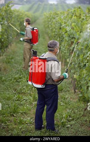 Agriculteurs utilisant un pulvérisateur dans le vignoble de txacolí. Guipúzcoa, Euskadi. Espagne. Banque D'Images