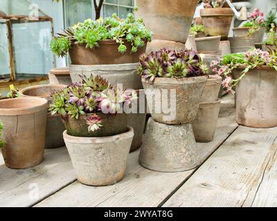 Pots de fleurs en argile avec des plantes de pierre à fleurs en été. Banque D'Images