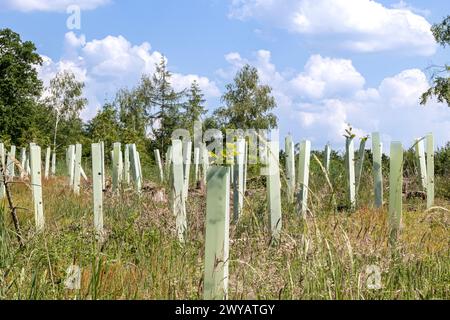 Le reboisement avec des plants de l'arbre avec des tubes en plastique autour de la croissance de la tige en lignes Banque D'Images