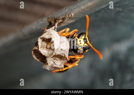 Macro photo : guêpe construisant un nid et pondant des œufs Banque D'Images