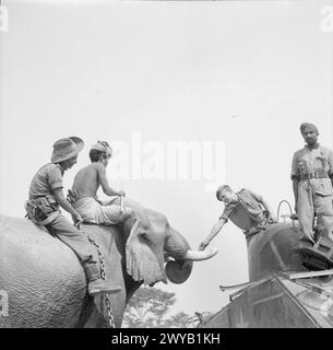 L'ARMÉE BRITANNIQUE DANS LA CAMPAGNE DE BIRMANIE, 1942-1945 - le lieutenant Garwood était originaire du 3 Knapp Road, Bow, Londres. Le lieutenant A. Garwood, commandant du char Sherman, nourrit un éléphant avec des biscuits de la tourelle de son char sur la route de Taungtha, Birmanie, le 14 avril 1945. L'éléphant a été capturé par l'équipage de ce char des Japonais en retraite. , Armée britannique Banque D'Images