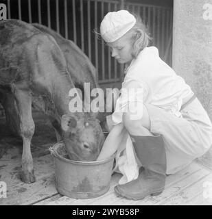 PARSONAGE FARM : LAIRY FARMING IN DEVON, ENGLAND, 1942 - Une jeune femme de ménage de laiterie supervise un veau qui est sevré alors qu'il mange dans un seau à Old Parsonage Farm, Dartington. , Banque D'Images