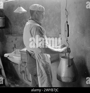 FERME DE PARSONAGE : ÉLEVAGE LAITIER DANS LE DEVON, ANGLETERRE, 1942 - Un «homme de vache» ou travailleur laitier pèse le rendement laitier de Daisy la vache à Old Parsonage Farm, Dartington. Dans cette ferme, les bovins sont rationnés en fonction de la quantité de lait qu'ils produisent, de sorte que, comme indiqué dans la légende originale, « ses rations et son existence même dépendent de la quantité qu'elle donne ». , Banque D'Images