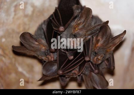 Groupe de chauve-souris faux vampire (spasma Megaderma) suspendu dans une grotte sombre du nord de la Thaïlande. Banque D'Images