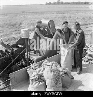 RÉCOLTE AU MONT BARTON, DEVON, ANGLETERRE, 1942 - les hommes au travail pendant la récolte à la ferme du mont Barton. Cette récolteuse « internationale » livre le maïs à la remorque du préposé. Le maïs battu s'accumule dans un bac de la récolteuse et s'écoule ensuite par une goulotte dans les sacs maintenus ouverts par un ouvrier agricole à l'arrière d'un camion à plateau. , Banque D'Images