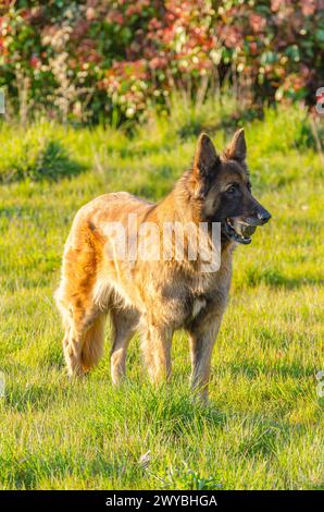 chien de berger malinois et allemand croisé avec une balle dans la bouche Banque D'Images