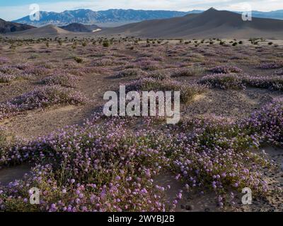 Super floraison de fleurs sauvages dans les spectaculaires dunes de sable Ibex dans le parc national de la Vallée de la mort, Californie, États-Unis Banque D'Images