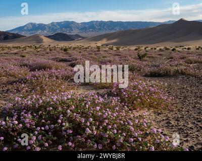 Super floraison de fleurs sauvages dans les spectaculaires dunes de sable Ibex dans le parc national de la Vallée de la mort, Californie, États-Unis Banque D'Images