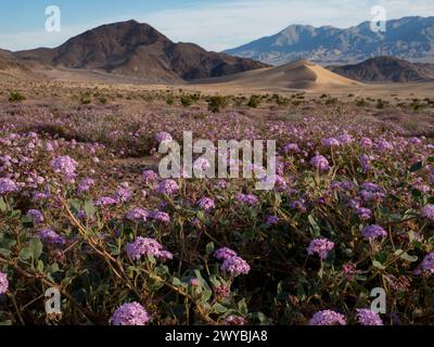 Super floraison de fleurs sauvages dans les spectaculaires dunes de sable Ibex dans le parc national de la Vallée de la mort, Californie, États-Unis Banque D'Images