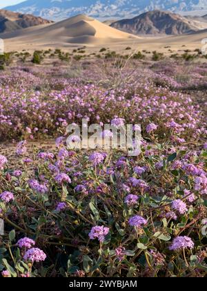 Super floraison de fleurs sauvages dans les spectaculaires dunes de sable Ibex dans le parc national de la Vallée de la mort, Californie, États-Unis Banque D'Images