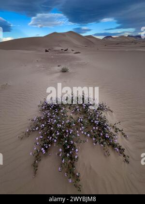 Super floraison de fleurs sauvages dans les spectaculaires dunes de sable Ibex dans le parc national de la Vallée de la mort, Californie, États-Unis Banque D'Images