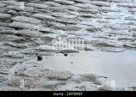 France. 05th Apr, 2024. © PHOTOPQR/VOIX DU NORD/STEPHANE MORTAGNE ; 05/04/2024 ; Haveluy, le 05/04/2023, reconnaissance du parcours de Paris Roubaix par les coureurs PHOTO STÉPHANE MORTAGNE LA VOIX DU NORD reconnaissance de la piste avant la course cycliste Paris-Roubaix de cette année, vendredi 05 avril 2024, autour de Roubaix, France. Crédit : MAXPPP/Alamy Live News Banque D'Images