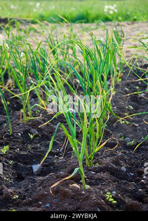 Rangées avec des plants de poireaux de culture biologique dans une parcelle de légumes dans le jardin en été. Banque D'Images