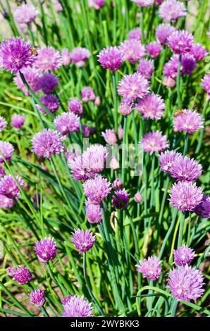 Gros plan de plants de ciboulette en fleurs avec des fleurs violettes dans un jardin d'herbes en été. Banque D'Images