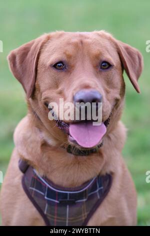 Portrait d'un Labrador rouge renard dans un champ Banque D'Images