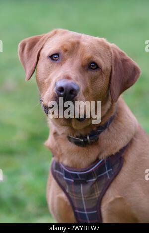 Portrait d'un Labrador rouge renard dans un champ Banque D'Images