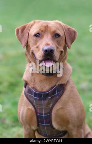 Portrait d'un Labrador rouge renard dans un champ Banque D'Images