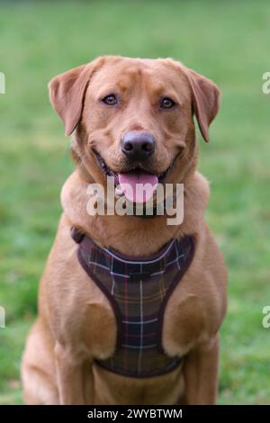 Portrait d'un Labrador rouge renard dans un champ Banque D'Images