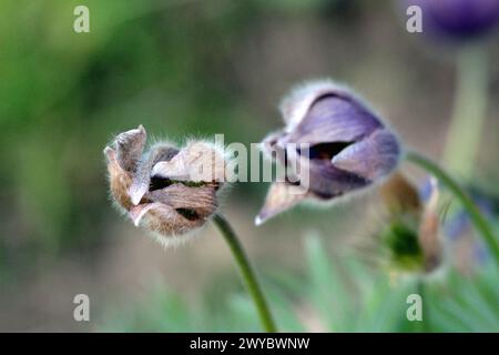 Deux plantes à fleurs vivaces herbacées à fleurs herbacées de sang Danes ou de Pulsatilla vulgaris ou de Pasque flower ou Pasqueflower ou Pasqueflower d'Europe Banque D'Images