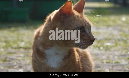 Un chat errant orange assis et ne regardant pas la caméra dans un parc Banque D'Images