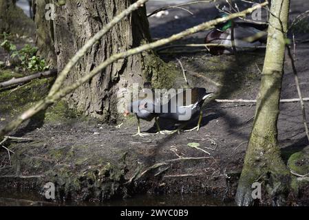 Comportement d'accouplement entre deux moorhens communs (Gallinula chloropus), l'un picotant les plumes de l'autre, debout sur une île Muddy Pond au soleil Banque D'Images
