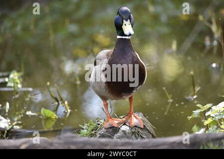 Drake Mallard (Anas platyrhynchos) debout sur Boulder, Centre avant-plan de l'image, regardant directement dans la caméra, contre un fond d'étang ensoleillé Banque D'Images