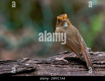 flycatcher sourd rufous petit oiseau sonore perché sur le camion libre regardant derrière Banque D'Images