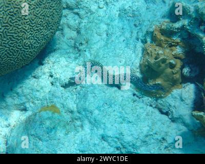 Photographie sous-marine d'une moraie tachetée (Gymnothorax moringa) dans la mer des Caraïbes, Bonaire, Caraïbes pays-Bas Banque D'Images