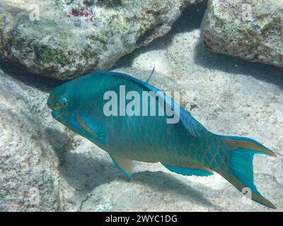 Photographie sous-marine d'une reine perroquet (Scarus vetula) dans la mer des Caraïbes, Bonaire, Caraïbes pays-Bas Banque D'Images