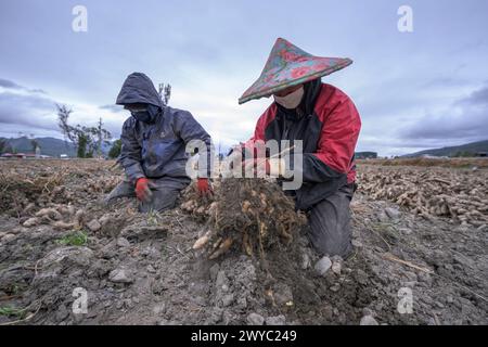 Un agriculteur dans un chapeau coloré récolte le gingembre dans un champ avec un fond de montagne Banque D'Images