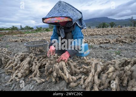 Un agriculteur dans un chapeau coloré récolte le gingembre dans un champ avec un fond de montagne Banque D'Images