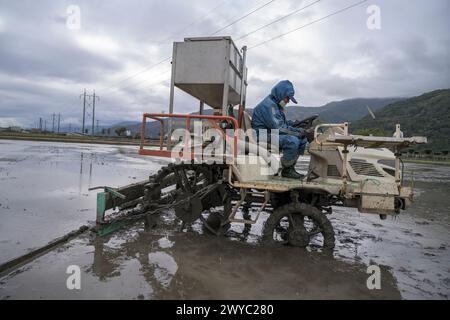 Un agriculteur en équipement de protection bleu conduit une grande machine agricole dans un champ de riz humide et boueux Banque D'Images