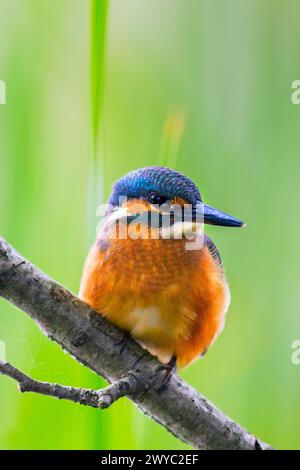 kingfisher commun (Alcedo atthis) juvénile perché sur la branche au-dessus de l'eau de l'étang en été Banque D'Images