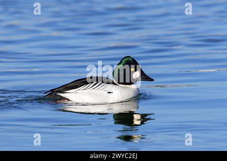 goldeneye (Bucephala clangula) mâle adulte nageant le long de la côte de la mer du Nord en hiver Banque D'Images