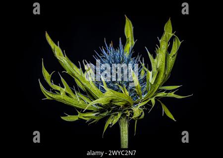 La fleur d'un chardon bleu Banque D'Images