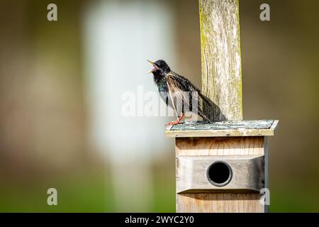 Un oiseau étourlé sur un nichoir Banque D'Images