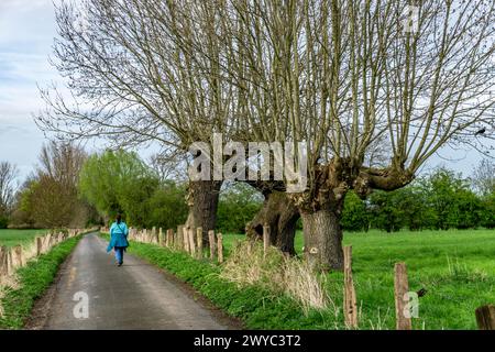 Saules Pollardés dans la réserve naturelle de Momm-Niederung, partie de la réserve naturelle de l'avant-pays du Rhin entre Mehrum et Emmelsum, près de Voerde, NRW, Germa Banque D'Images