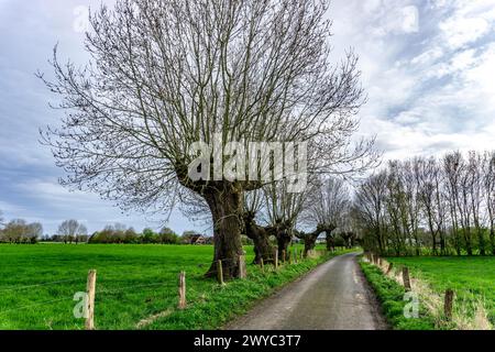 Saules Pollardés dans la réserve naturelle de Momm-Niederung, partie de la réserve naturelle de l'avant-pays du Rhin entre Mehrum et Emmelsum, près de Voerde, NRW, Germa Banque D'Images