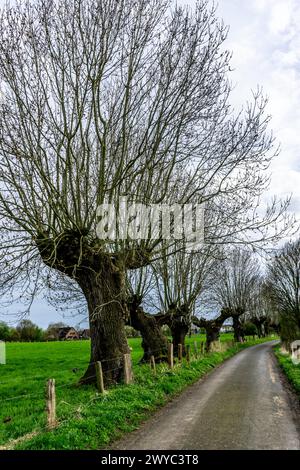 Saules Pollardés dans la réserve naturelle de Momm-Niederung, partie de la réserve naturelle de l'avant-pays du Rhin entre Mehrum et Emmelsum, près de Voerde, NRW, Germa Banque D'Images