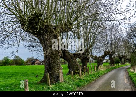 Saules Pollardés dans la réserve naturelle de Momm-Niederung, partie de la réserve naturelle de l'avant-pays du Rhin entre Mehrum et Emmelsum, près de Voerde, NRW, Germa Banque D'Images