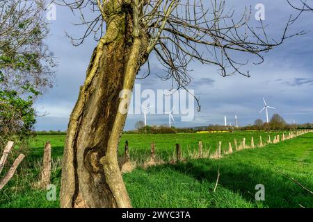 Saules Pollardés dans la réserve naturelle de Momm-Niederung, partie de la réserve naturelle de l'avant-pays du Rhin entre Mehrum et Emmelsum, près de Voerde, NRW, Germa Banque D'Images