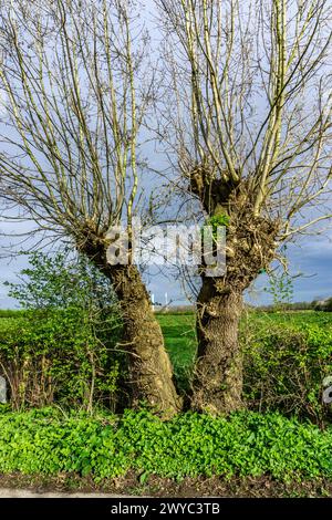 Saules Pollardés dans la réserve naturelle de Momm-Niederung, partie de la réserve naturelle de l'avant-pays du Rhin entre Mehrum et Emmelsum, près de Voerde, NRW, Germa Banque D'Images