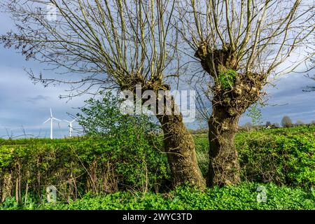 Saules Pollardés dans la réserve naturelle de Momm-Niederung, partie de la réserve naturelle de l'avant-pays du Rhin entre Mehrum et Emmelsum, près de Voerde, NRW, Germa Banque D'Images