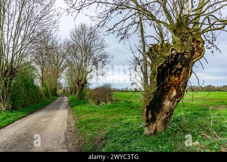 Saules Pollardés dans la réserve naturelle de Momm-Niederung, partie de la réserve naturelle de l'avant-pays du Rhin entre Mehrum et Emmelsum, près de Voerde, NRW, Germa Banque D'Images