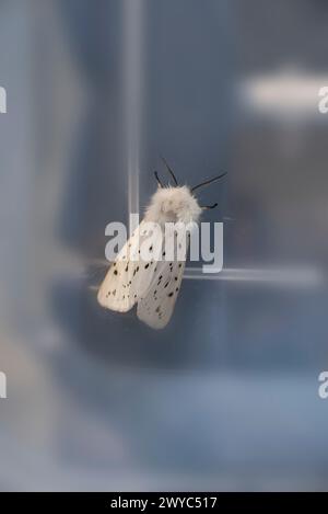 Gros plan détaillé sur le papillon de tussock de l'hermine blanche Banque D'Images